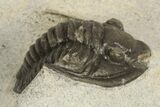 Two Proetid (Diademaproetus) Trilobites - Ofaten, Morocco #206472-8